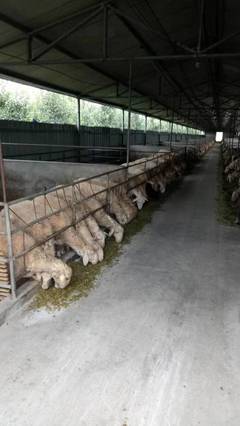 养殖设备羊场喂料车 恒力2立方电动三轮撒料车 厂家直销 支持定做